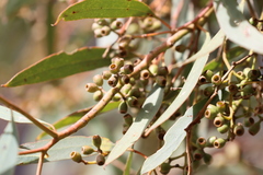 Eucalyptus largiflorens
