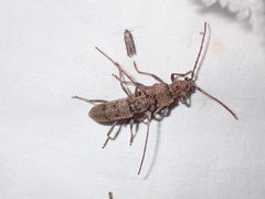 Brothylus gemmulatus