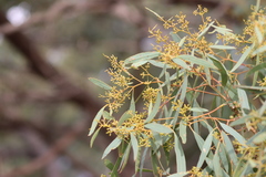 Eucalyptus largiflorens