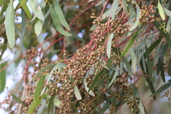 Eucalyptus largiflorens