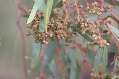 Eucalyptus largiflorens