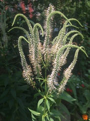 Veronicastrum