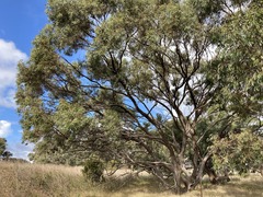 Eucalyptus largiflorens