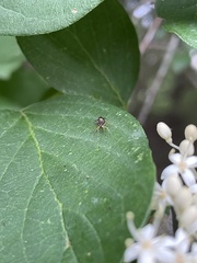 Synemosyna formica