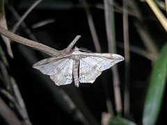 Hyposidra infixaria