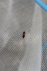 Tetralimonius ornatulus