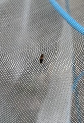 Tetralimonius ornatulus