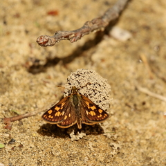 Carterocephalus