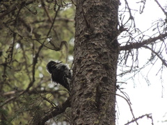 Picoides