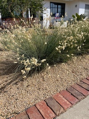 Asclepias subulata