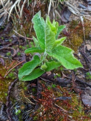 Calystegia spithamaea