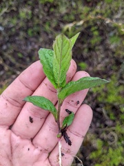 Calystegia spithamaea