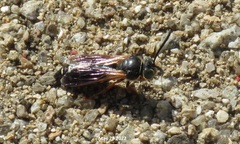 Stizus pulcherrimus