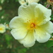Yellow Rose - Photo Daderot, no known copyright restrictions (public domain)