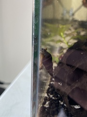 Anentome helena