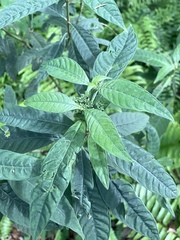 Psychotria tenuifolia