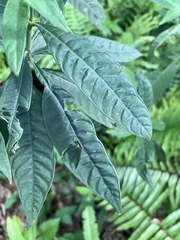 Psychotria tenuifolia