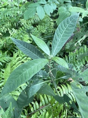 Psychotria tenuifolia