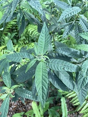 Psychotria tenuifolia