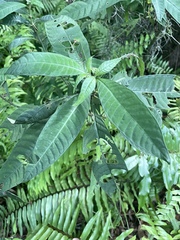 Psychotria tenuifolia