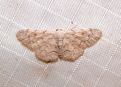 Idaea violacearia