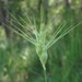 Ovate Goat Grass - Photo (c) Daniel Cahen, some rights reserved (CC BY), uploaded by Daniel Cahen