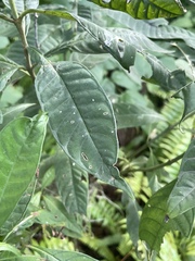 Psychotria tenuifolia