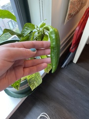 Capsicum annuum annuum