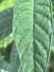 Psychotria tenuifolia