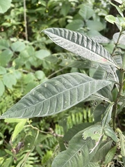 Psychotria tenuifolia