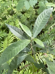 Psychotria tenuifolia