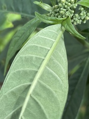 Psychotria tenuifolia