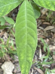 Psychotria tenuifolia