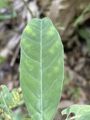 Psychotria tenuifolia
