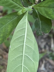 Psychotria tenuifolia