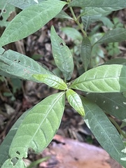 Psychotria tenuifolia