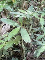 Psychotria tenuifolia