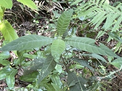 Psychotria tenuifolia