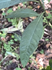 Psychotria tenuifolia