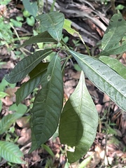 Psychotria tenuifolia
