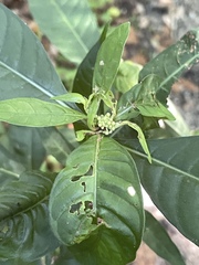 Psychotria tenuifolia