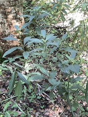 Psychotria tenuifolia