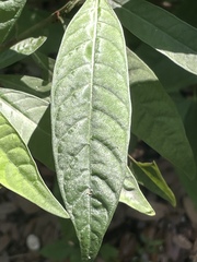 Psychotria tenuifolia