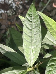 Psychotria tenuifolia