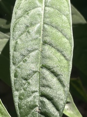 Psychotria tenuifolia