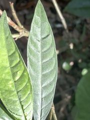 Psychotria tenuifolia