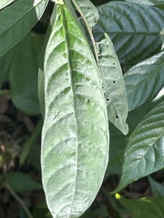 Psychotria tenuifolia