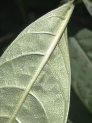 Psychotria tenuifolia