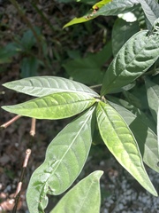 Psychotria tenuifolia