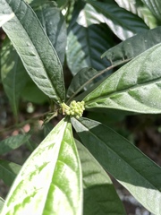 Psychotria tenuifolia